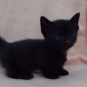 Meet your Posher, Hudson